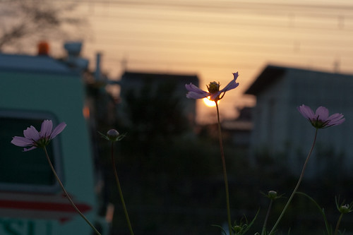 pink flowers sunset silhouette japan tochigi 栃木 takanezawa 高根沢 散歩　サンポ