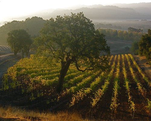misty fog sunrise dawn vineyard vines day moody wine grapes oaks hiddenvalley