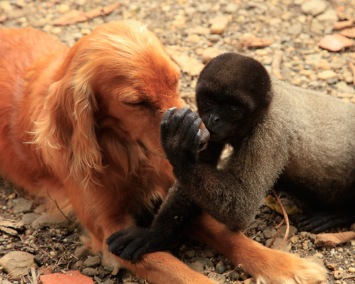 rescue dog latinamerica southamerica animal america goldenretriever monkey ecuador gallery explore latin elpaseodelosmonos