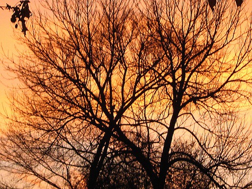 trees orange nature sunshine sunrise dawn arkansas canonpowershot skyclouds sunrisesunsetanythingsun orangeskies canondigitalphotographersnaturewildlife arkansasphotography