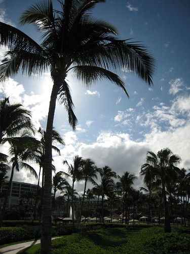 maui, palm trees, silhouettes, sky, clouds,… IMG_0526