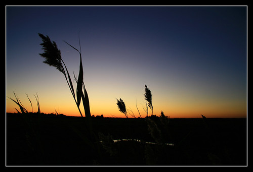 sunset marsh