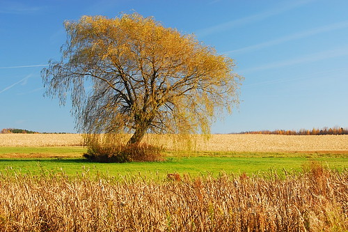 county blue sky tree field yellow photo pond buffalo picture photograph erie willo hamlet winters langford northcollins sippelscorners