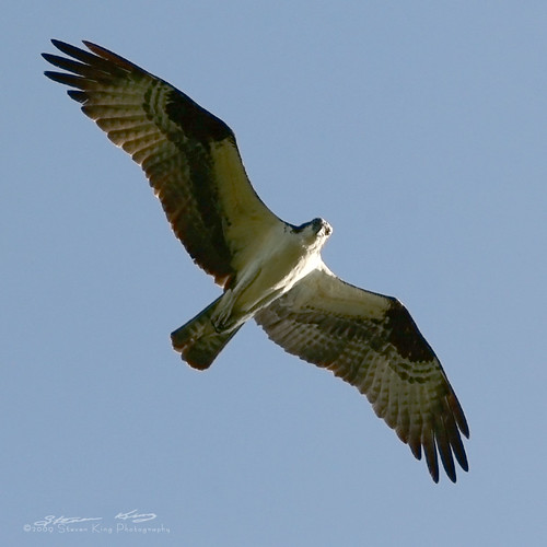 blue sky brown white color bird flying raptor stare osprey
