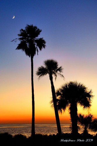 sunset gulfofmexico florida palm moonlight tarponsprings quantaray18200mm sonya300 babygracephoto