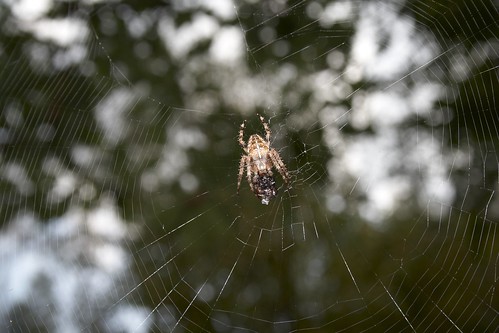 macro spider eating spiderweb asturias prey araña presa comiendo telaraña