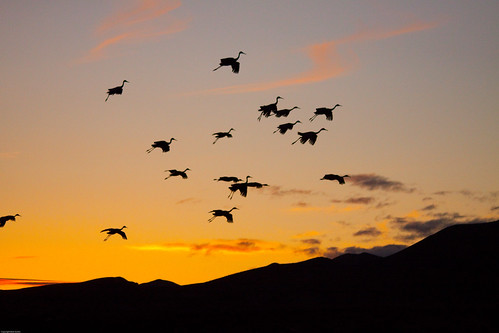 newmexico cranes sandhill bosquedelapache nationalwildliferefuge