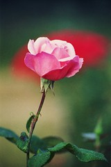 rose.jpg - Photo of L'Hermitage-Lorge