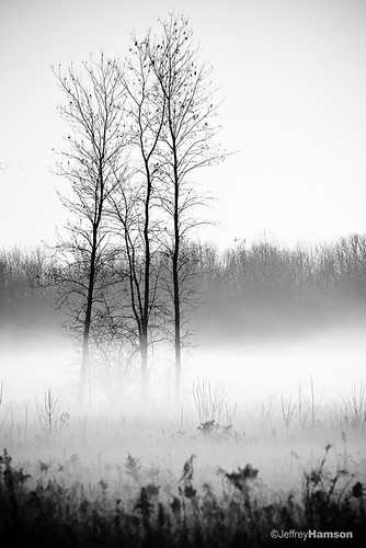 morning trees fall fog sunrise canon foggy rochester 50d 55250 canon50d canon55250