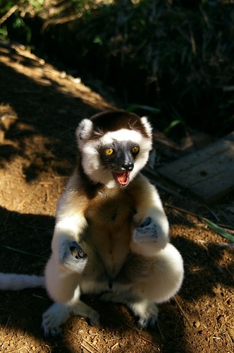 voyage africa travel pentax maki lemur madagascar afrique arnaud fortdauphin lemurien sifaka arnal k100d bouvard sigma1770mmf2845 madagascarlandscape arnalle arnalphotography arnallephotography arnaudbouvard