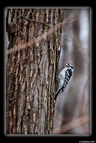 statepark bird woodpecker downywoodpecker flickr moraineview bloomingtonilarea