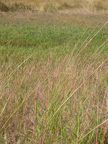 grass montana habit habitat poaceae steppe perennial latesummer inflorescence bunchgrass sporobolus alzada warmseason leafsheath disturbedsite drysite wetsite sporoboluscryptandrus sanddropseed