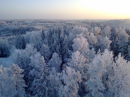 winter snow forest otepää