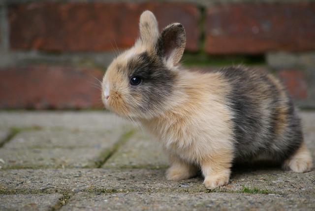 Little bunny 1