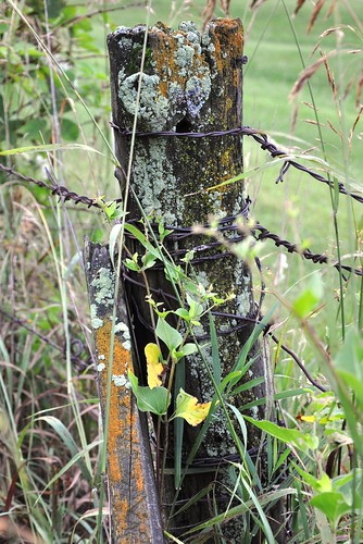 life old morning green grass rural standing fence moss wire closed post wrapped barbedwire weathered lichen barbs damp fencepost complicated stalwart enwrapped
