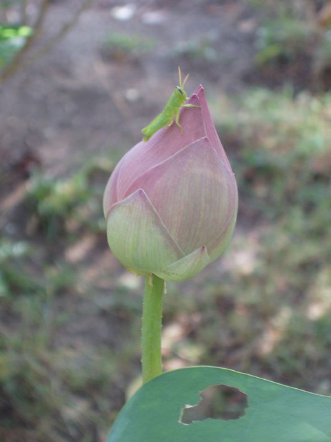 200906290491_pink-lotus-bud