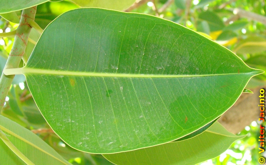 Ficus cordata image