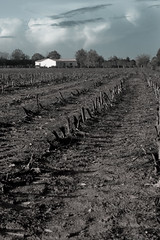wierd old sweetcorn field - Photo of Saint-Étienne-de-Brillouet