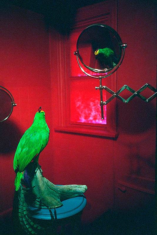 Victory Red Bathroom With Parrot02
