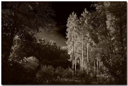 trees sun nature germany deutschland photography emotion pentax hamburg natur atmosphere instant environment feeling sonne wald bäume umwelt k7 forst