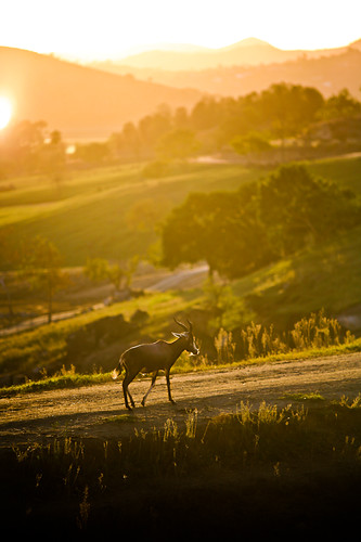 sunset animal landscape antelope canoneos5d sandiegozoosafaripark nikonnikkored180mmf28ais