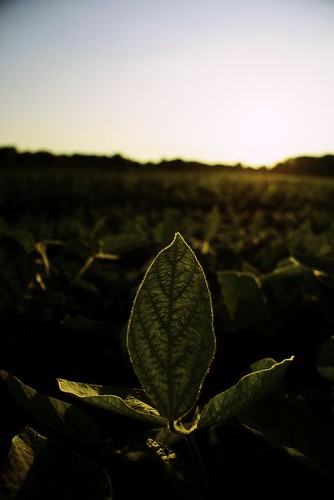 sunset beans farming indiana agriculture soybeans 14000 olio themagicalfruit indianaagriculture kitgrene khristóphoros