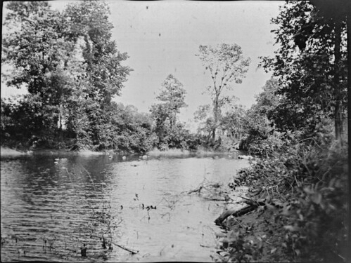 trees rivers 1900s