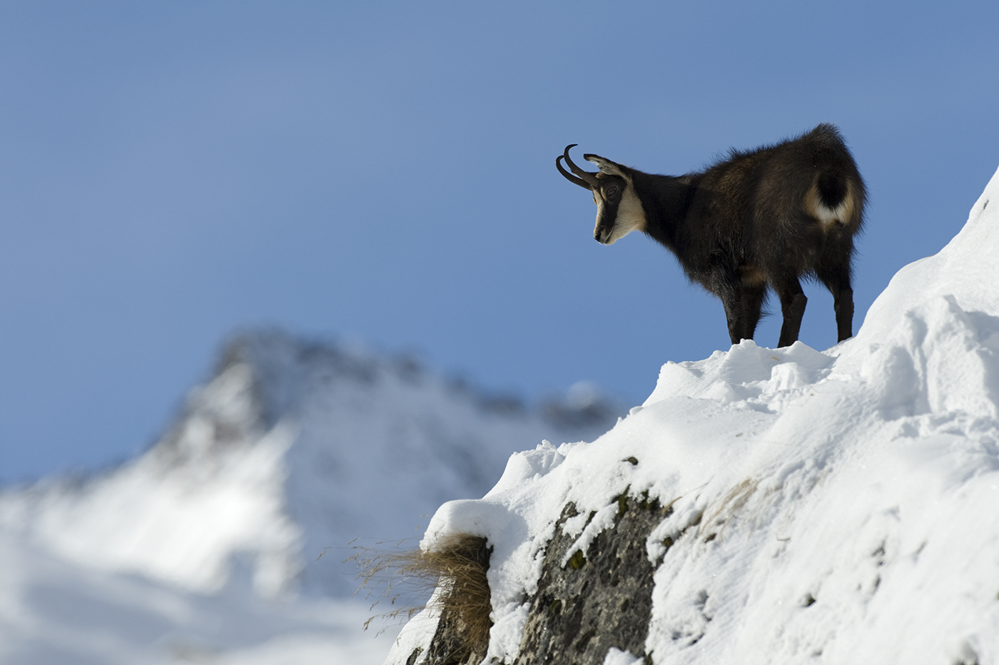 A Chamois looking over the valley in Gran Paradiso National Park, Italy ...