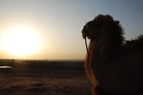 china sunset animal back mel camel xinjiang 新疆 melinda turpan 吐魯番 chanmelmel melindachan