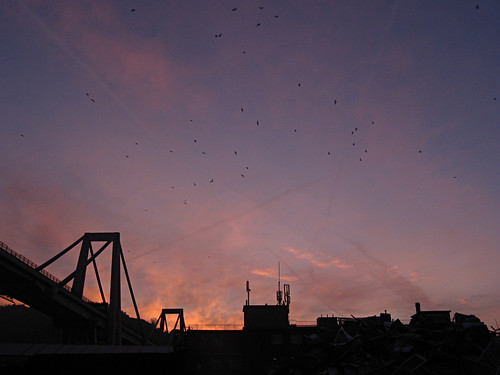 sky seagulls birds clouds sunrise italia nuvole alba uccelli genova cielo gabbiani campi pontemorandi