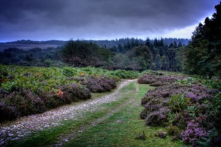 New Forest Landscape