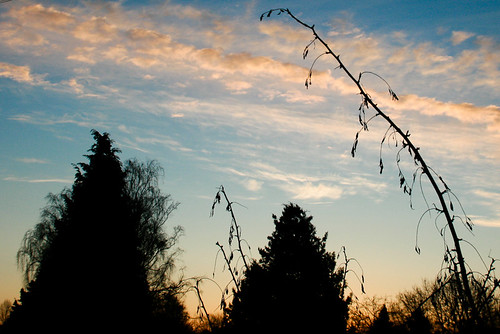 morning plant tree sunrise germany branch hamburg jpg