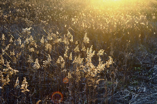 autumn winter light sunset fall field grass gold golden countryside nikon midwest farm iowa flare prairie dslr d5000