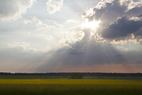 sun field clouds rural sweden seed rape sverige rays agriculture raps östergötland canonefs1785mmf456isusm canoneos7d