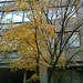 Yellow Maple