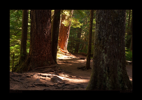 trees light shadow usa nature forest outdoors washington woods nikon northamerica 2009 solduc d80