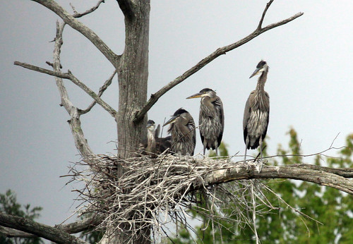 Great Blue Heron family