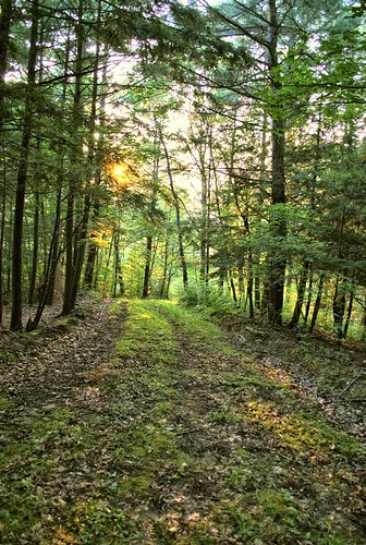 trees sunset summer sun newyork grass leaves forest woods path tracks belfast trail