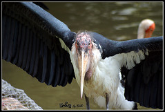 Marabou Stork (Leptoptilos crumeniferus)