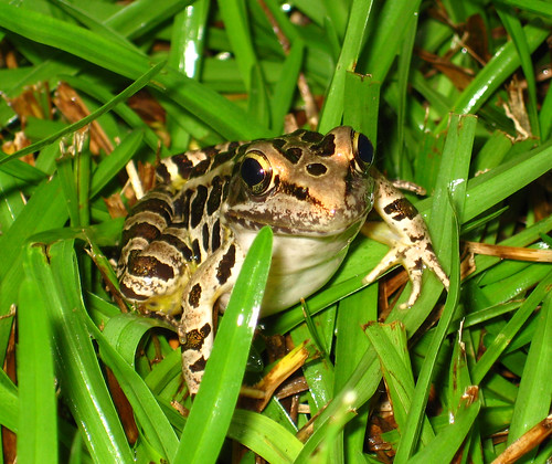 nature animal fauna mississippi south amphibian frog leopard spotted herp southernlife