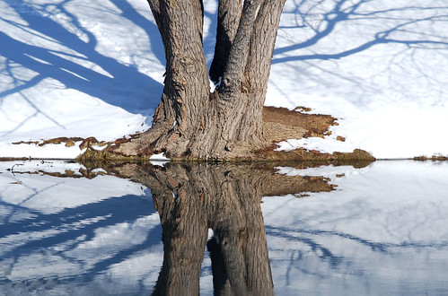 winter snow cold reflection tree water mirror nikon colorado inverness englewood d40x dktrpepr luxtop100 invernessgolf