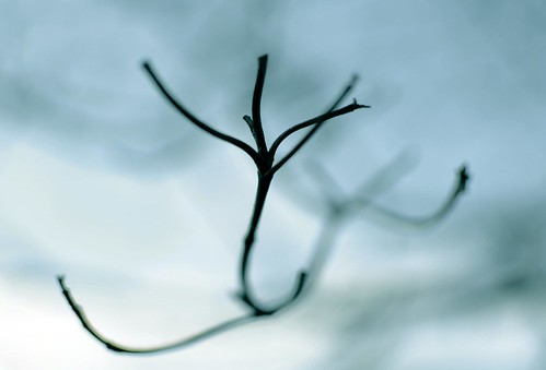 blur tree nikon branch curves f18 d5000