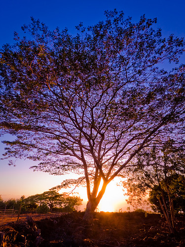 sunset sky sun tree silhouette fence hawaii stream bigisland kona holualoa img4057 waiaha