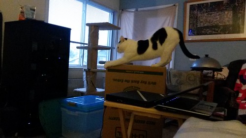 "Oh, we're moving? Sure hope nothing happens to all these boxes..." by christopher575