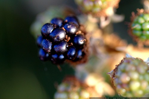 ripe blackberry macro    MG 9084