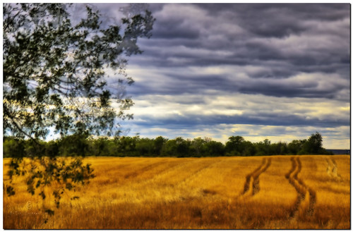summer southdakota landscape golden photo wheat prairie hdr cloudsandsky mobridge adobephotoshopelements canonefs1755mmf28isusm canoneos50d ortoneffect redynamixplugin adobephotoshopelements7