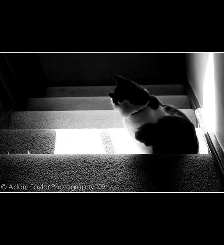 she life shadow wild portrait blackandwhite bw pet cats pets reflection eye face up animal animals stairs cat portraits canon reflections nose photography eos blackwhite eyes kitten stair shadows faces wildlife kitty ears kittens down her ups reflect portraiture simplicity ear simply simple tilly halfway reflects blackandwhitephotography the blackwhitephotography portraitures 450d halfwaydownthestairs
