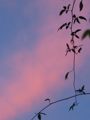 sunset nature nuages feuilles crépuscule