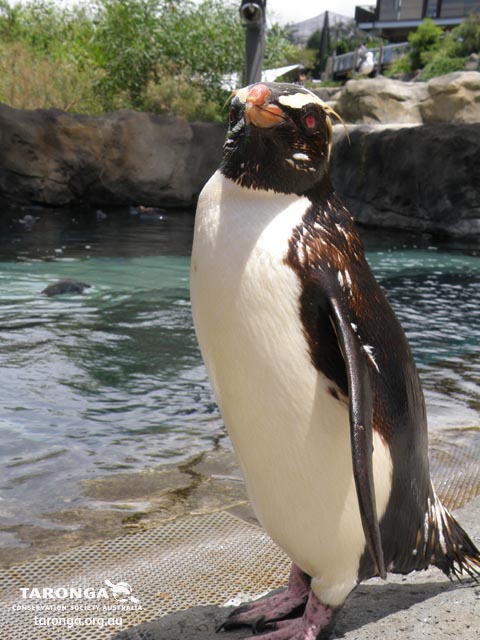 Taronga's rare Fiordland Penguins