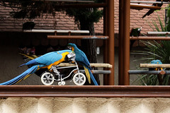 Parrot on a bike // Perroquet à vélo